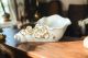 CONCHIGLIA Decorazione da tavolo centrotavola ceramica artistica stile Barocco dettaglio oro 24k Made in Italy